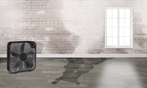 Best Water damage restoration experts  in Zionsville, IN